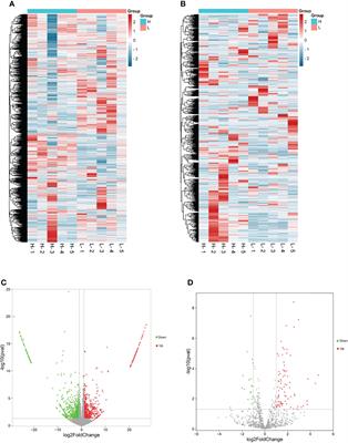 Transcriptome Analysis Reveals Key miRNA–mRNA Pathways in Ovarian Tissues of Yunshang Black Goats With Different Kidding Numbers